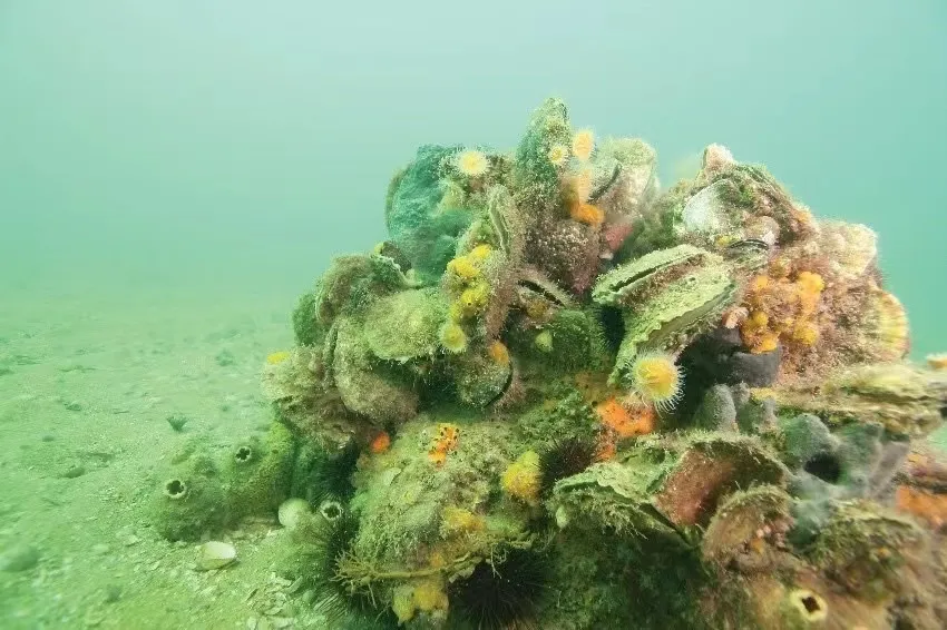 日本冈山县海洋牧场音响投饵提升渔业资源