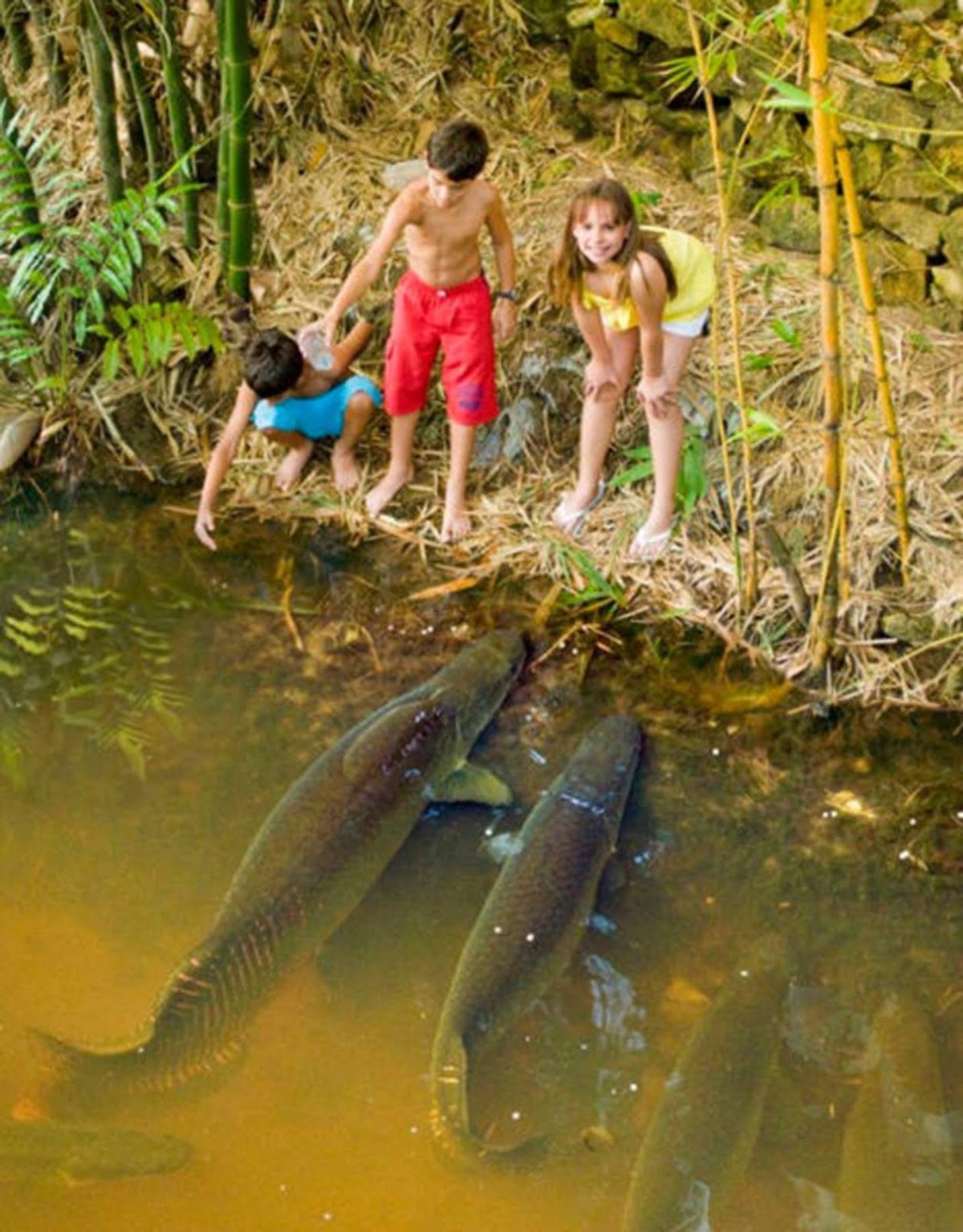 亚马逊河中霸主，以鳄鱼、食人鱼为食，巨骨舌鱼有多强？