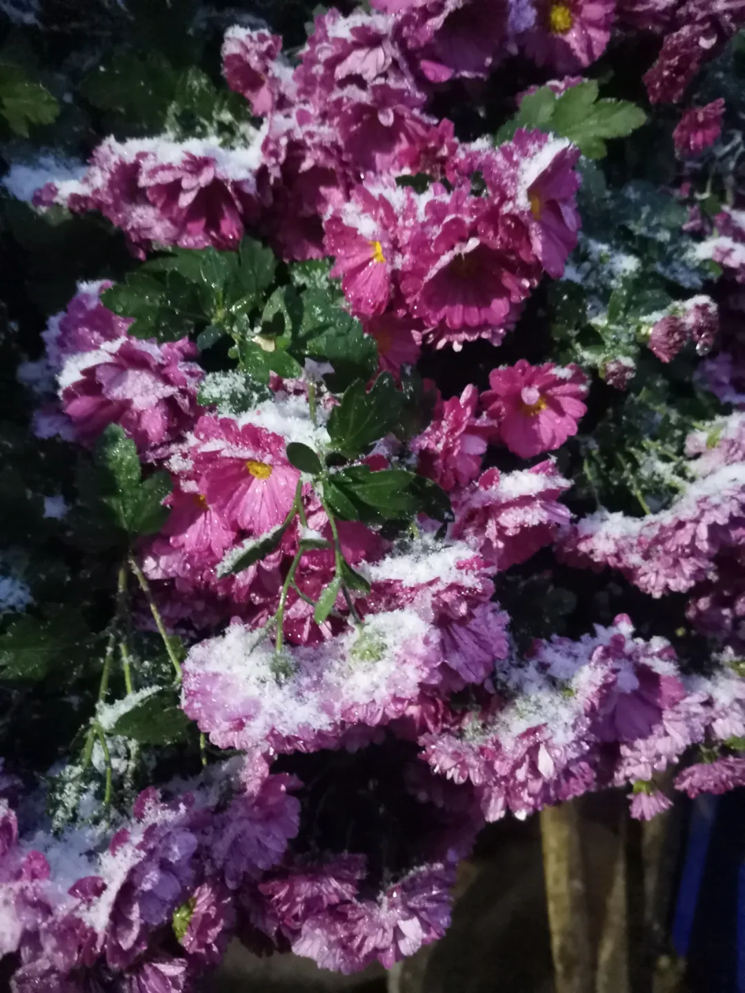 临沂下雪了！市政府办公室下发紧急通知