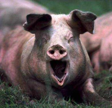 呵呵是骂人话吗？呵呵曾当选年度最伤人的聊天词汇