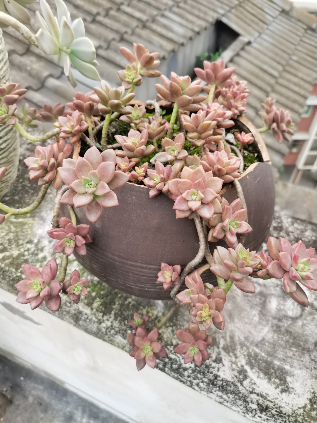 姬胧月,属于景天科风车草属肉质植物,叶片一般都是倒