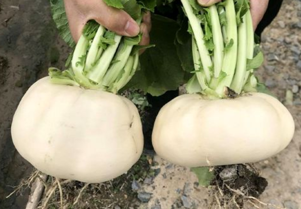 芜菁花最新消息动态公布-北斗民商大数据