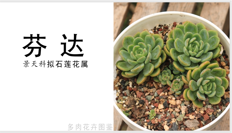 芬达 景天科拟石莲花属的多肉植物 中小型品种 出状态橙黄色 Code学习