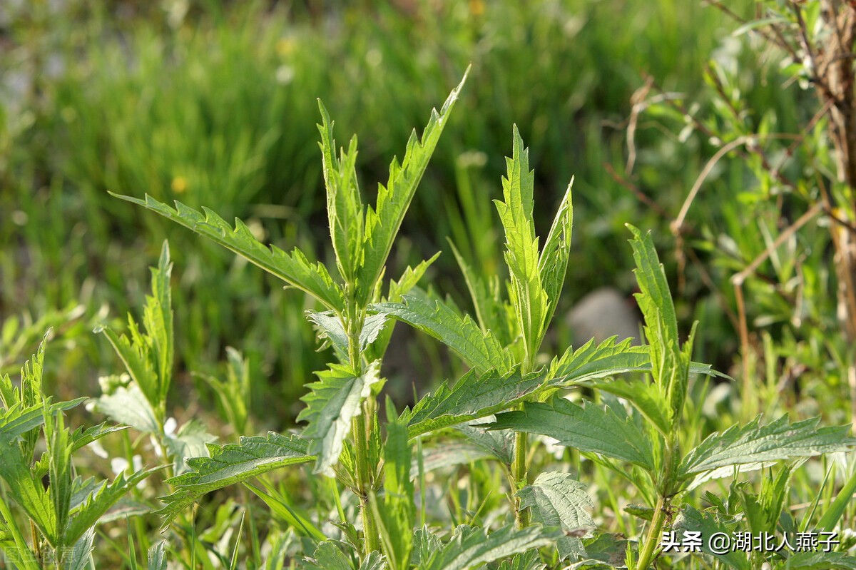 65种野菜图片大全，教你认识不同的野菜和吃法，你想要的野菜都有