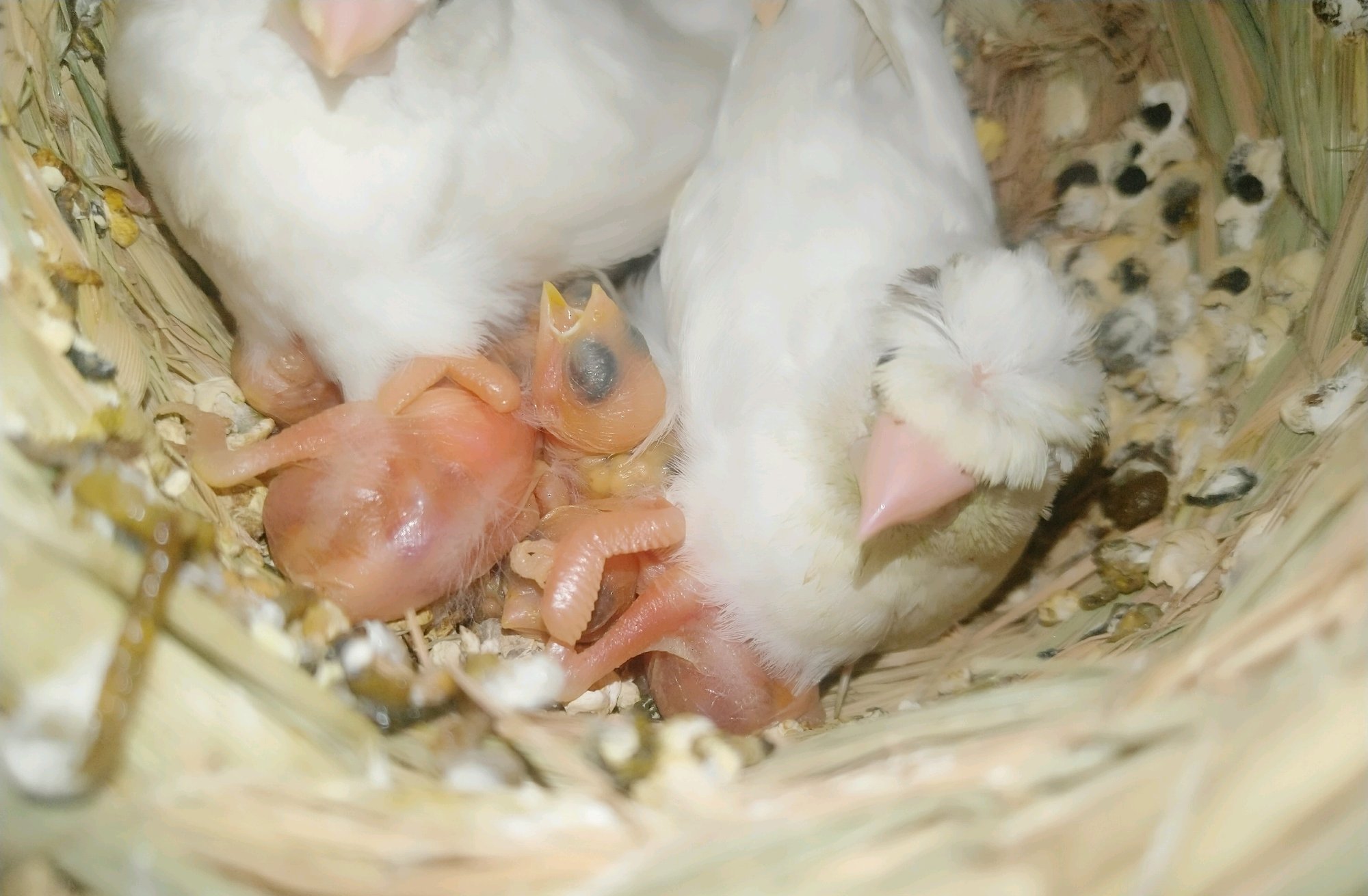 使用十姐妹代孵的繁殖技巧