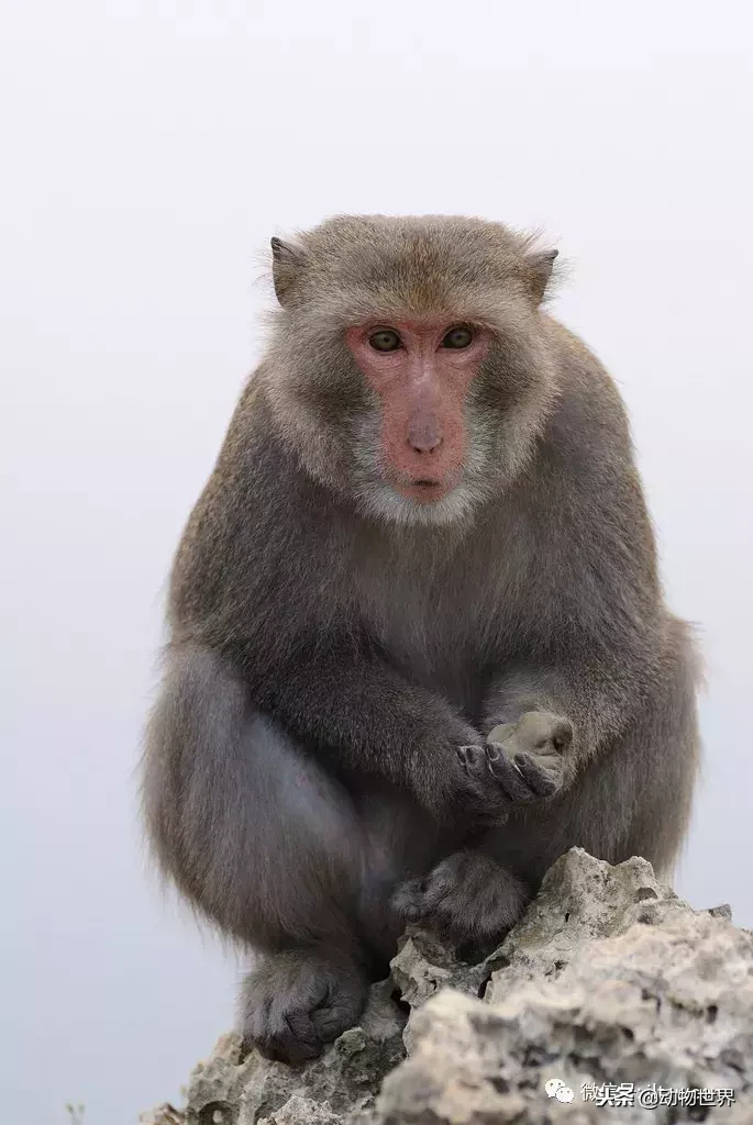 中国猴子分布省份图片