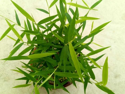 日本黄金姬翠竹北方怎么养比较好记得收藏