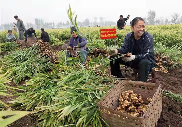土壤改良培肥地力，找對方法事半功倍