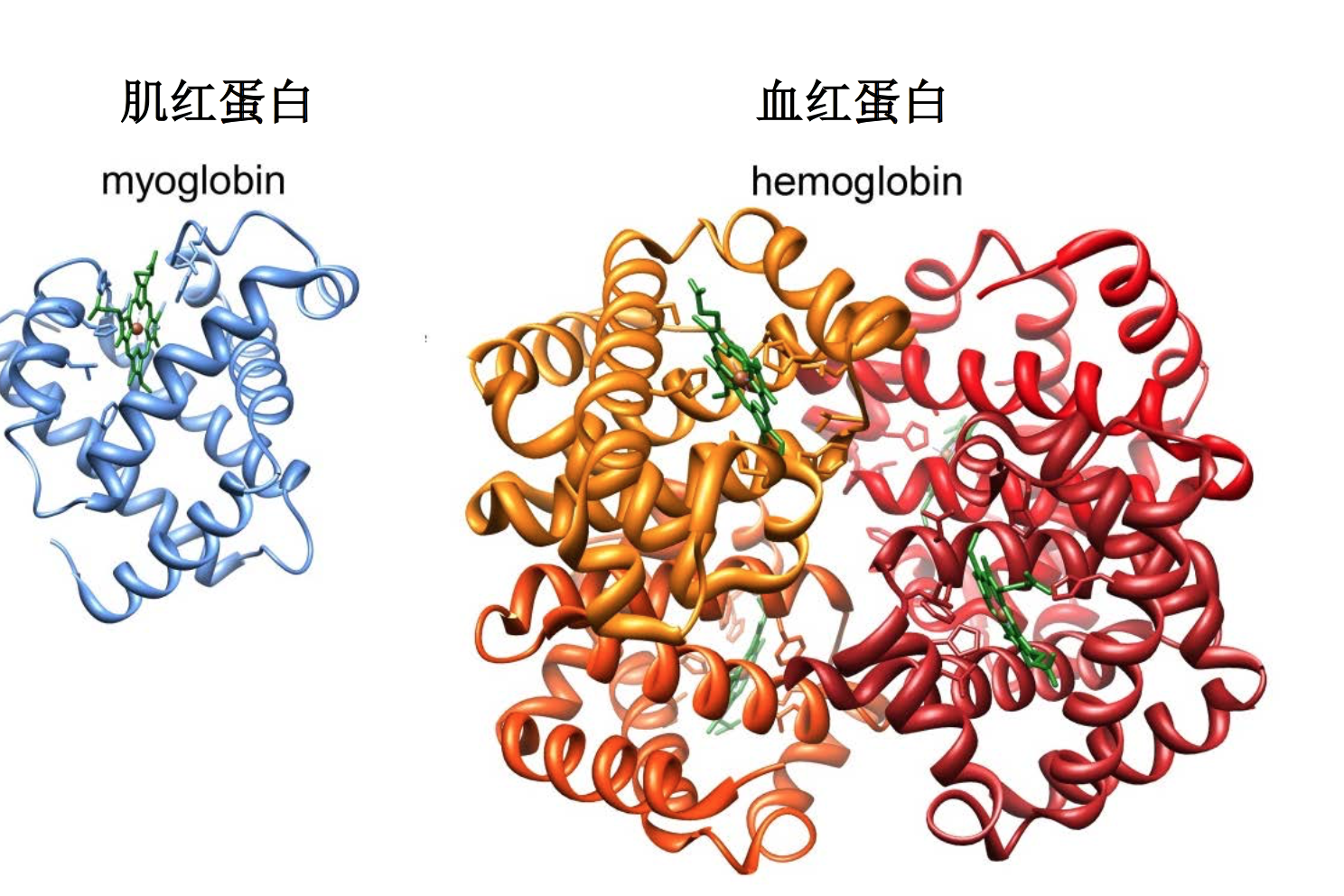 tips:肌红蛋白是一种小分子色素蛋白,由珠蛋白与正铁血红素heme,结合