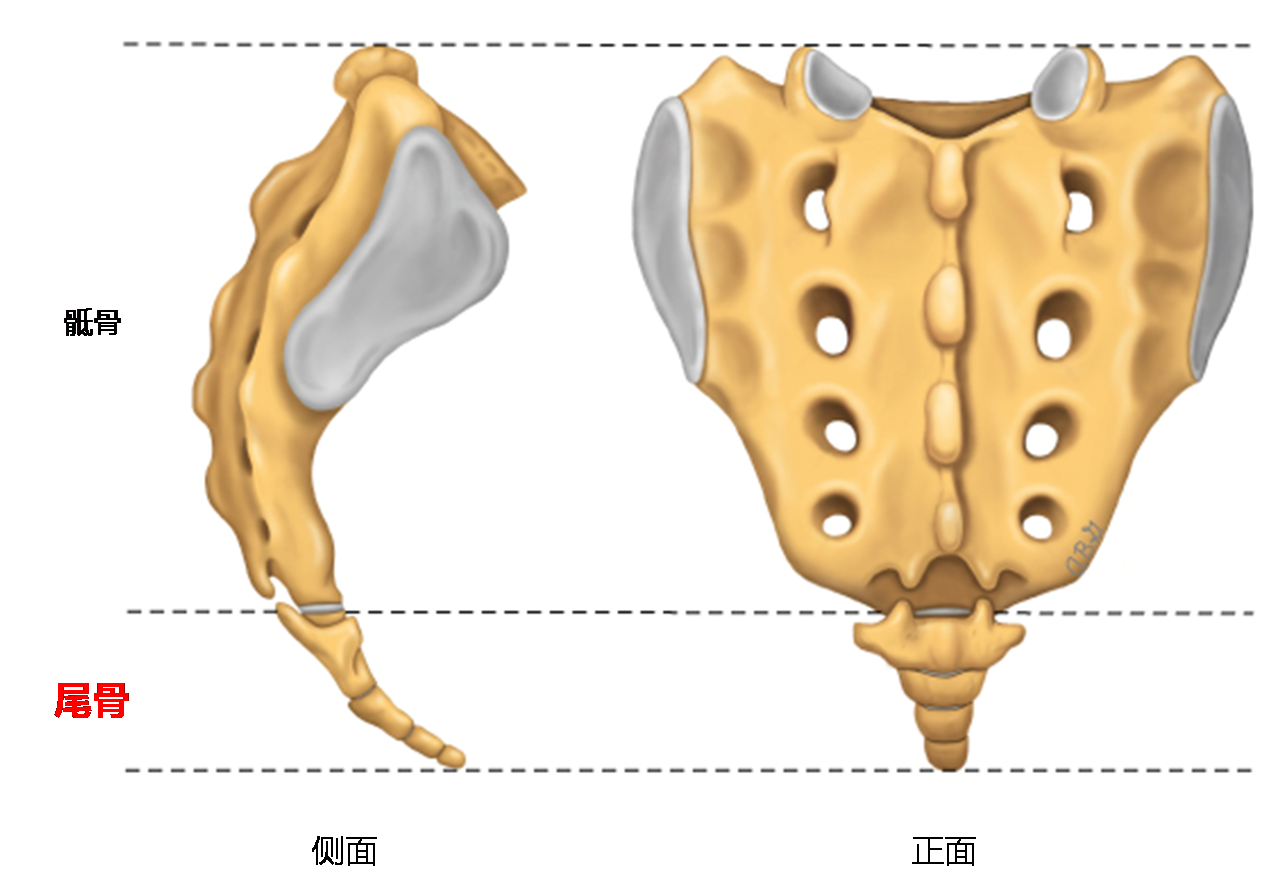 尾椎骨摔伤怎么养最佳「图文」-骁龙网