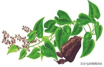 夜交藤的功效与作用(养血安神 祛风通络) | 红五百科
