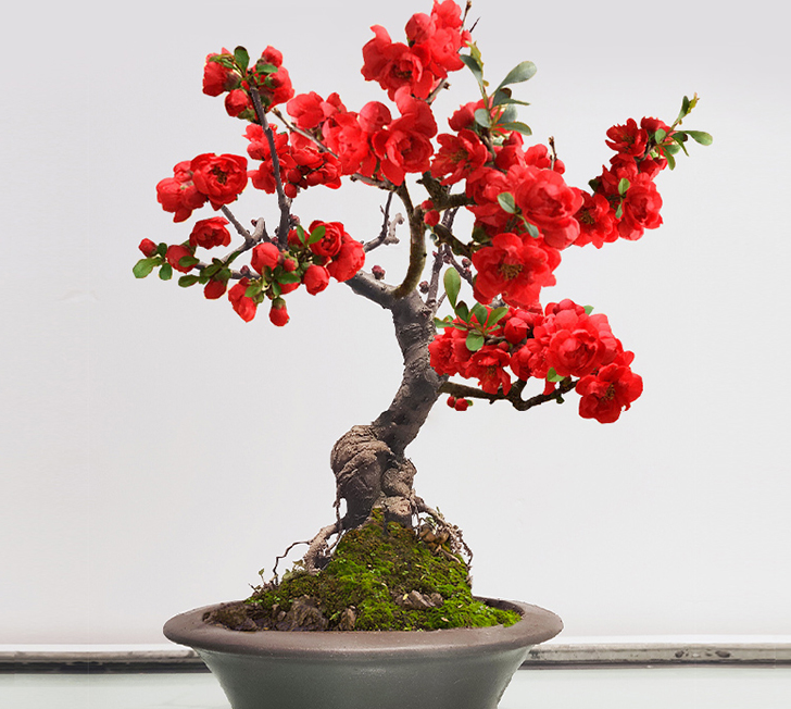 建议爱花人,养花就养此种海棠:我见过最美的海棠花