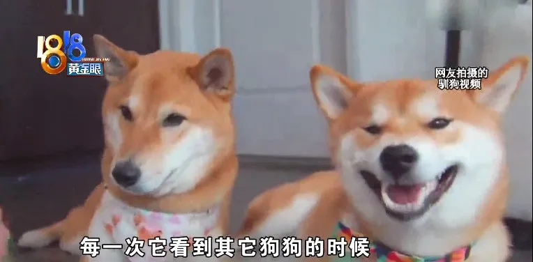 “柯基”头皮被撕咬,遛狗也要讲方法