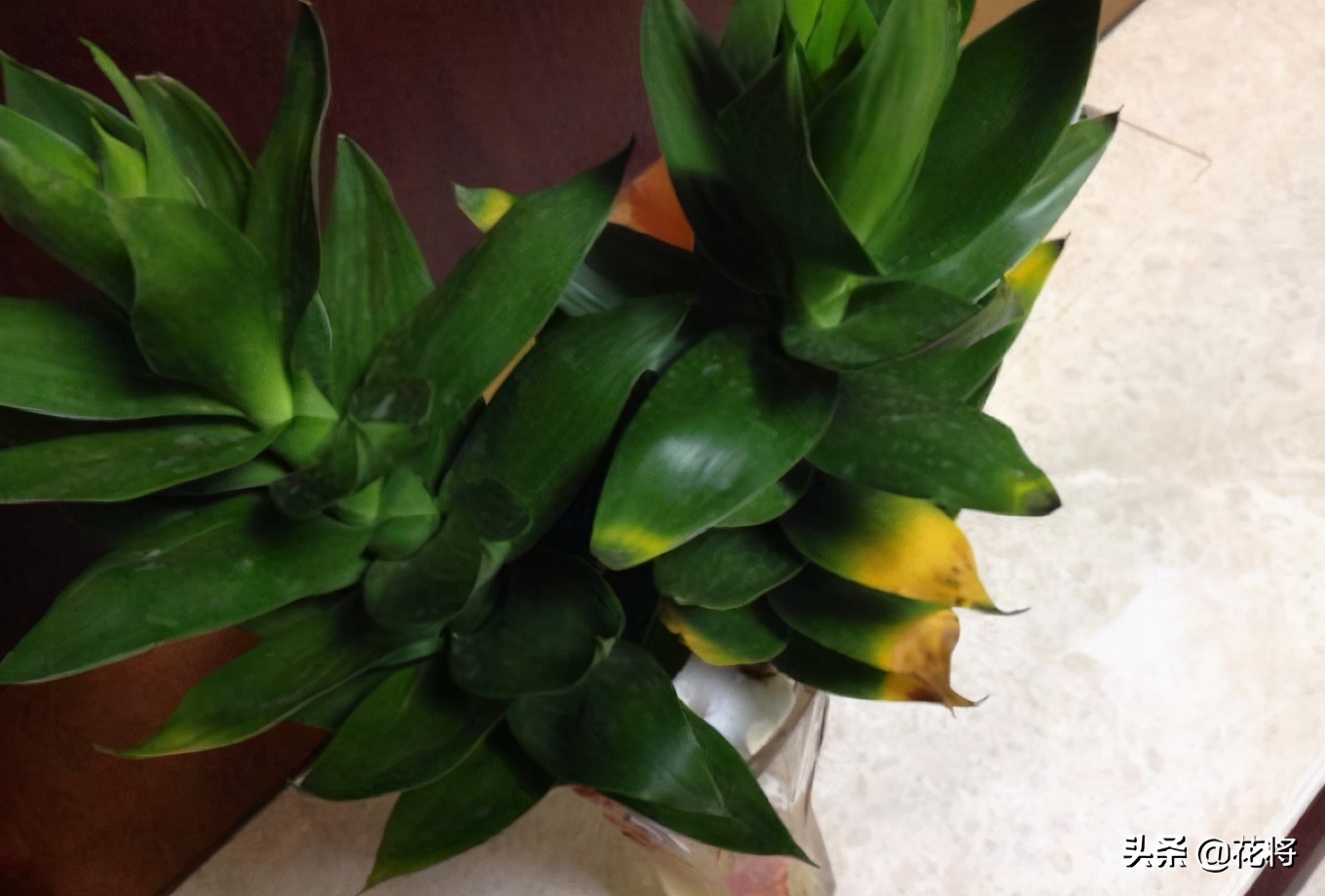 观音竹叶子发黄怎么办？