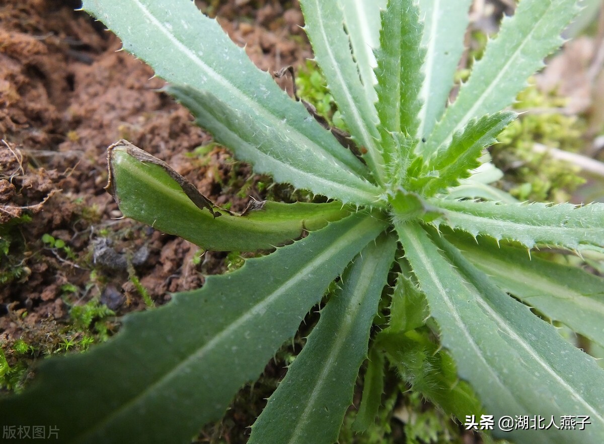 65种野菜图片大全，教你认识不同的野菜和吃法，你想要的野菜都有