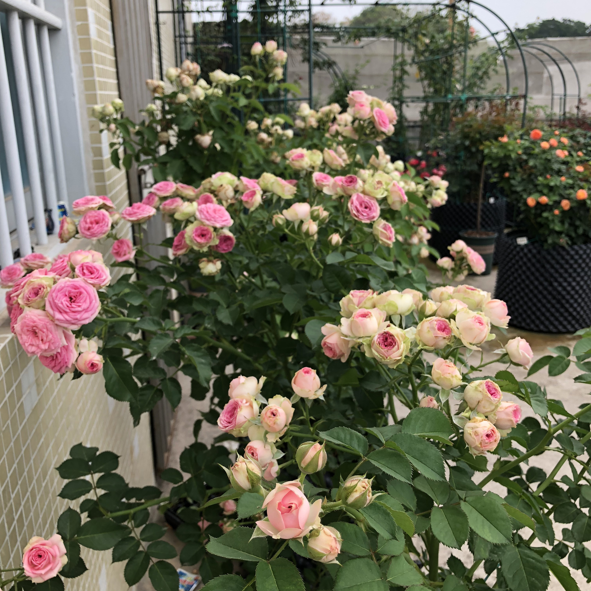 超感粉多头月季怎么养小技巧「记得收藏」 -骁龙网