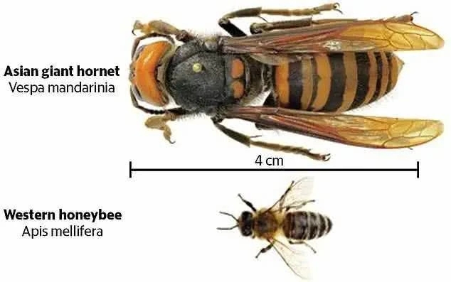 生物入侵！亚洲大黄蜂肆掠美国 大黄蜂到底有多厉害？美下令活捉
