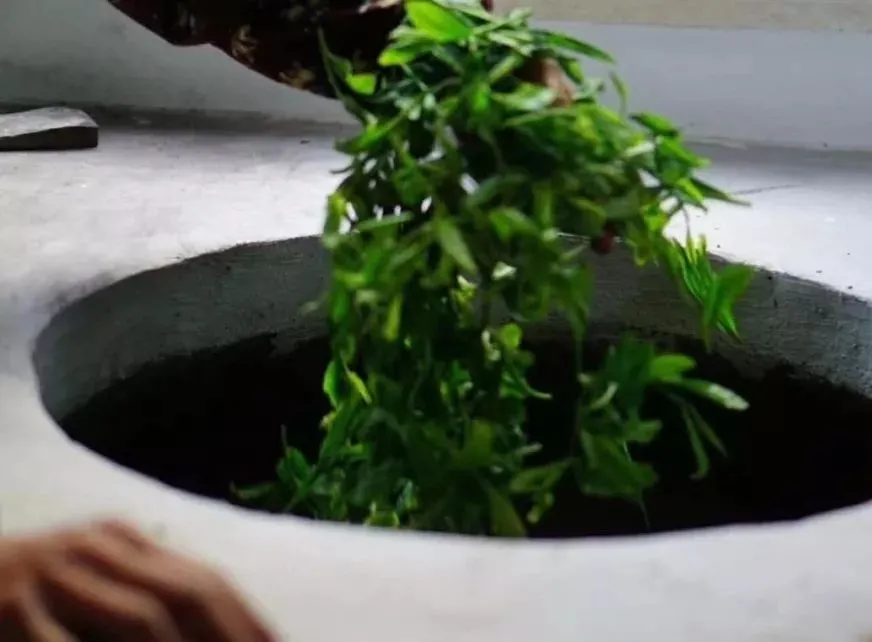 细说绿茶中的最魁梧的茶，太平猴魁