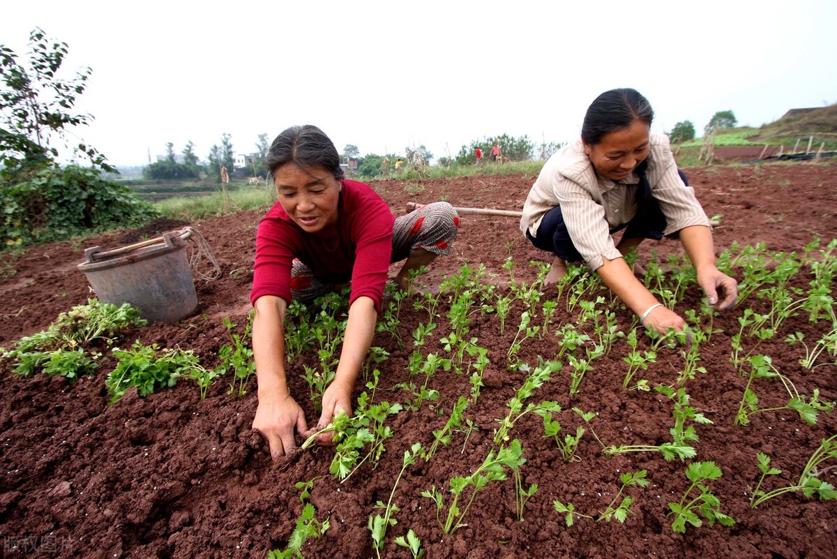 为什么农民购买种子，包装袋上有“不得留种”字样_是不是套路  第1张