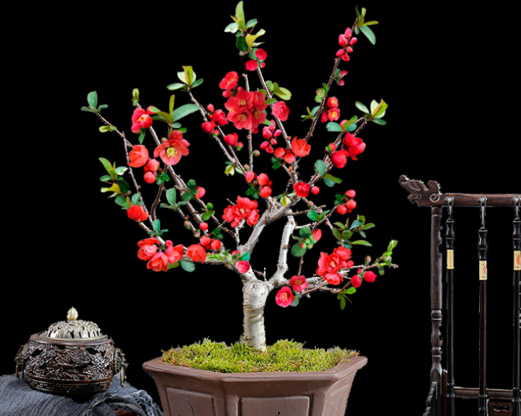 建议爱花人,养花就养此种海棠:我见过最美的海棠花