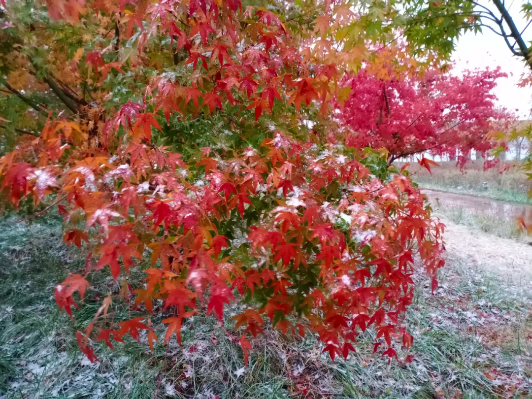 临沂下雪了！市政府办公室下发紧急通知