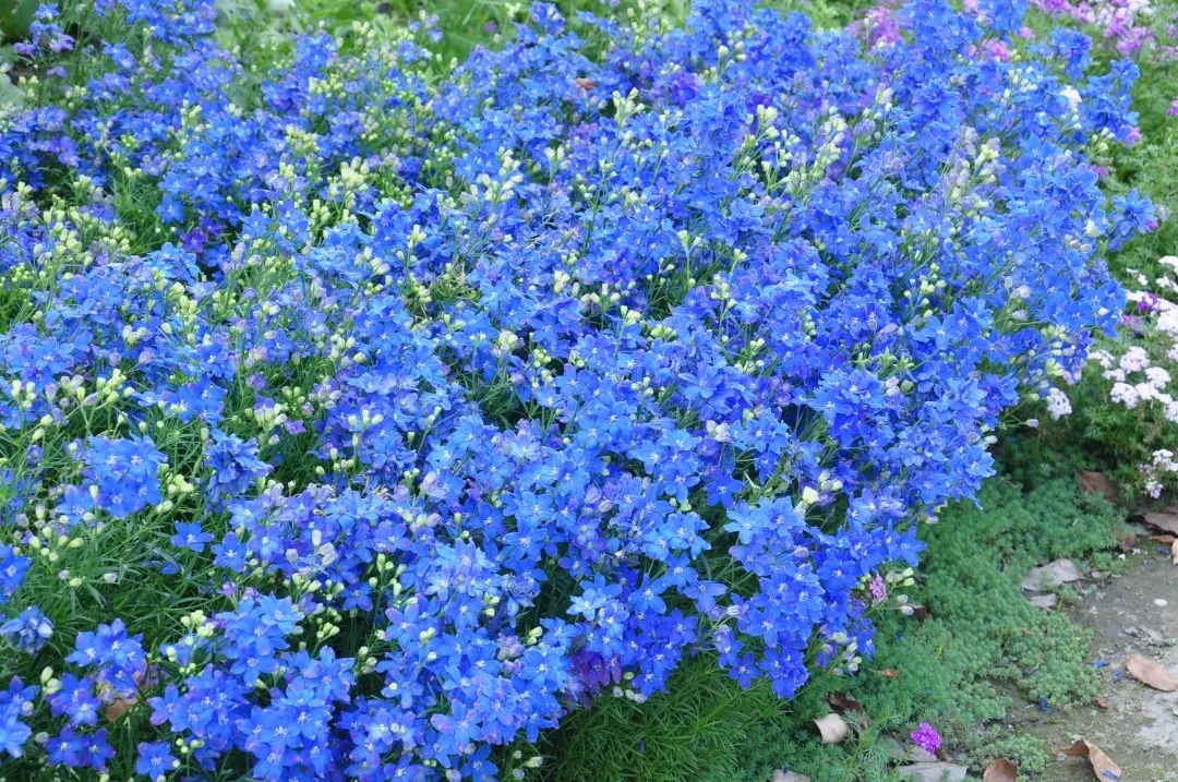 20种“漂亮花”耐-15℃低温，冬天放外面冻一冻，开花还更多