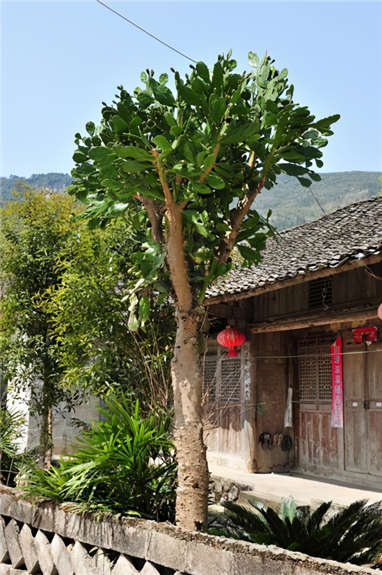 院子里种棵"仙人树",花开香气飘飘,果熟收获满满