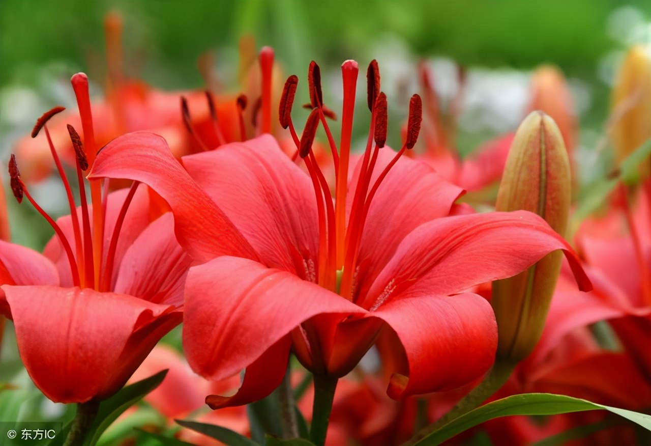 喜庆富贵,热烈奔放的百合花——红色百合花