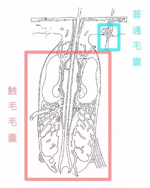 拽猫尾为啥会“拉稀”？阴天为什么猫咪爱洗脸？了解下猫咪感官