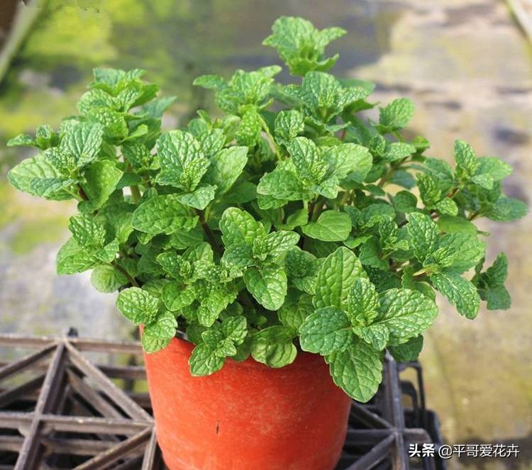 清香木驱蚊草真的能驱蚊吗【正宗清香木驱蚊方法】_娱乐动态_5x6q生活