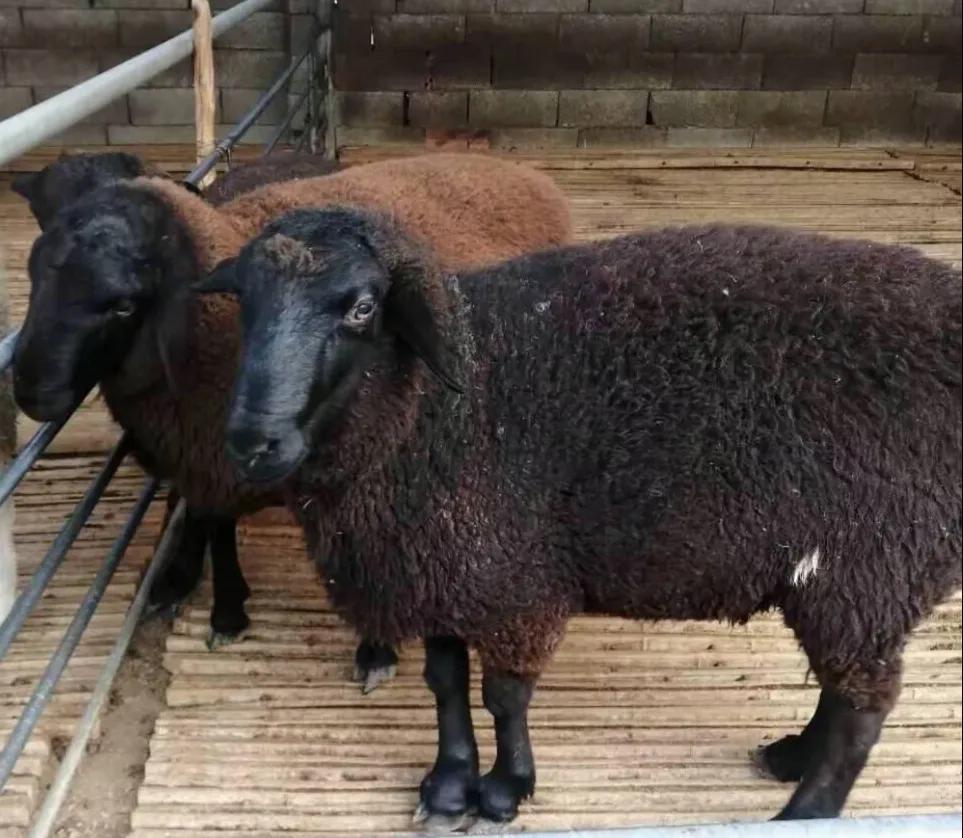 都知道普通的羊,它的毛色一般是白色,肉质也就是我们看到的普通的颜色