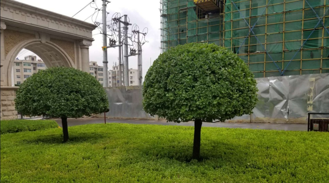 园林中常见的几种树球造型植物,你都能叫出名字吗?