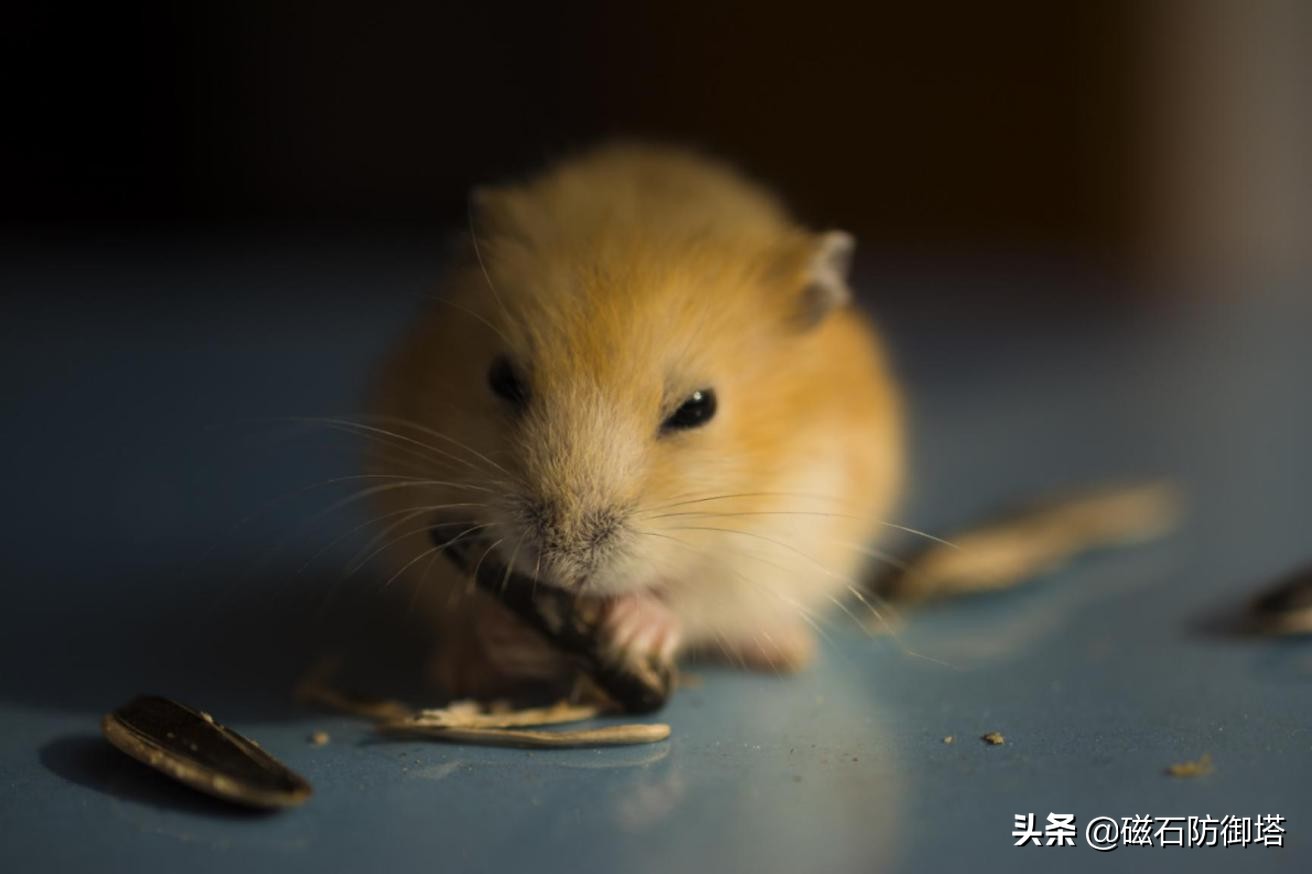 萌萌小仓鼠：如何饲养“网红表情包”