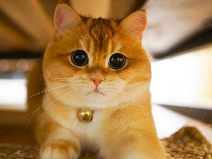 金蓝渐层猫怎么养需要注意什么科普