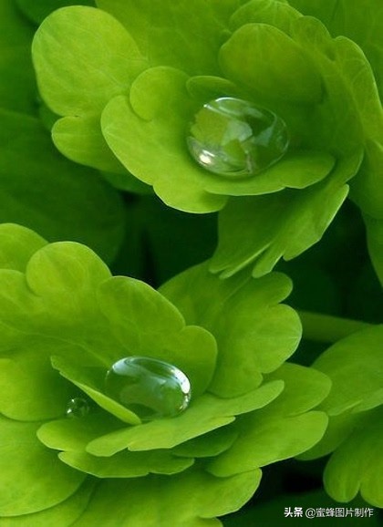 高清绿色护眼壁纸美景美图