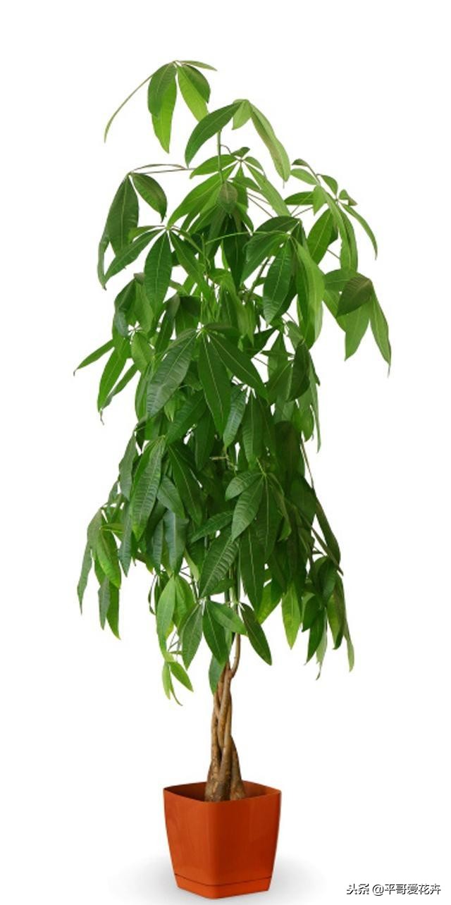 无叶发财树树桩怎么养经验分享精心整理