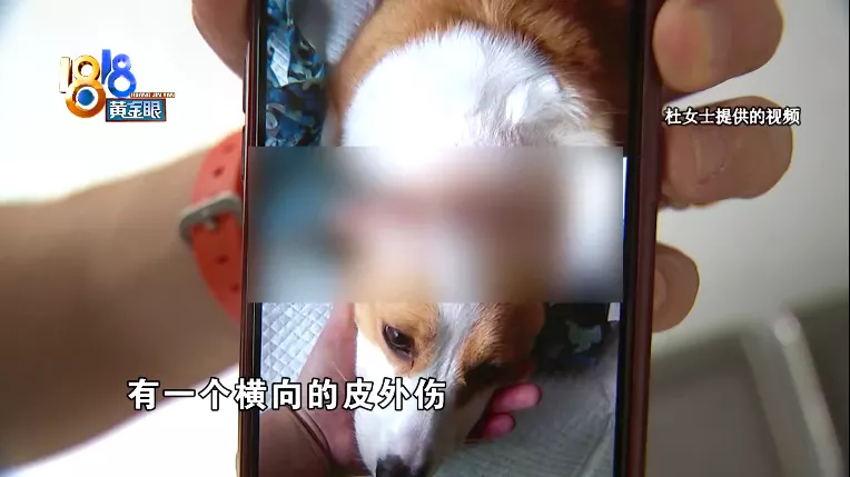 “柯基”头皮被撕咬,遛狗也要讲方法