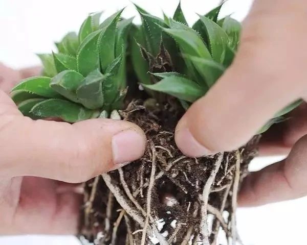 这三种简单方法可以繁殖多肉植物，叶片、枝条和侧芽都可培育