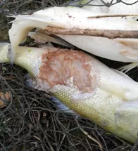 加州鲈养殖常见溃疡病,正确处理方法你知道吗?这则案例值得一看