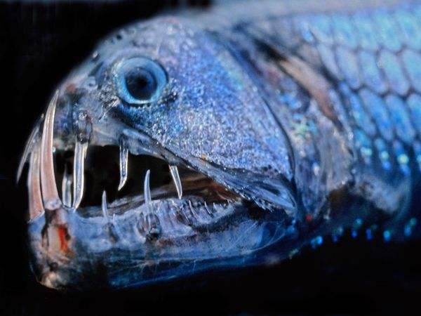 世界十大毒鱼，食人鱼只是中等
