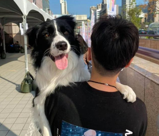 推薦7款適合男孩子飼養的狗狗，特別是最後一種