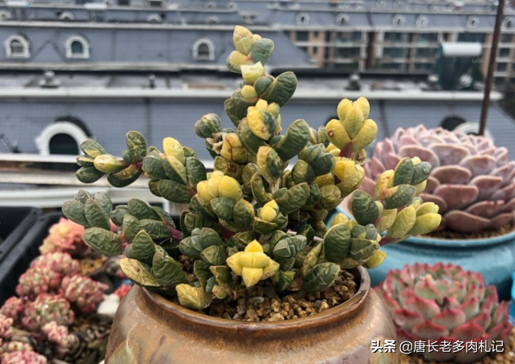 多肉黄金鹿角海棠就是鹿角海棠锦,但假的特别多,分不清就会被坑