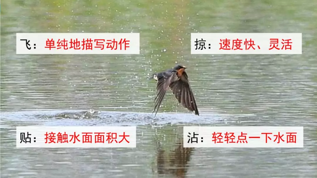部编版三年级语文下册第二课《燕子》知识点及课堂测试题