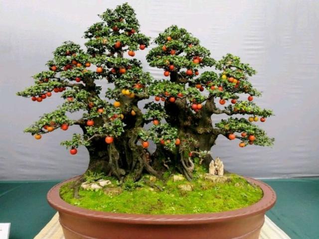 金弹子盆景如何扦插(金弹子现在可以扦插吗)-花卉知识网