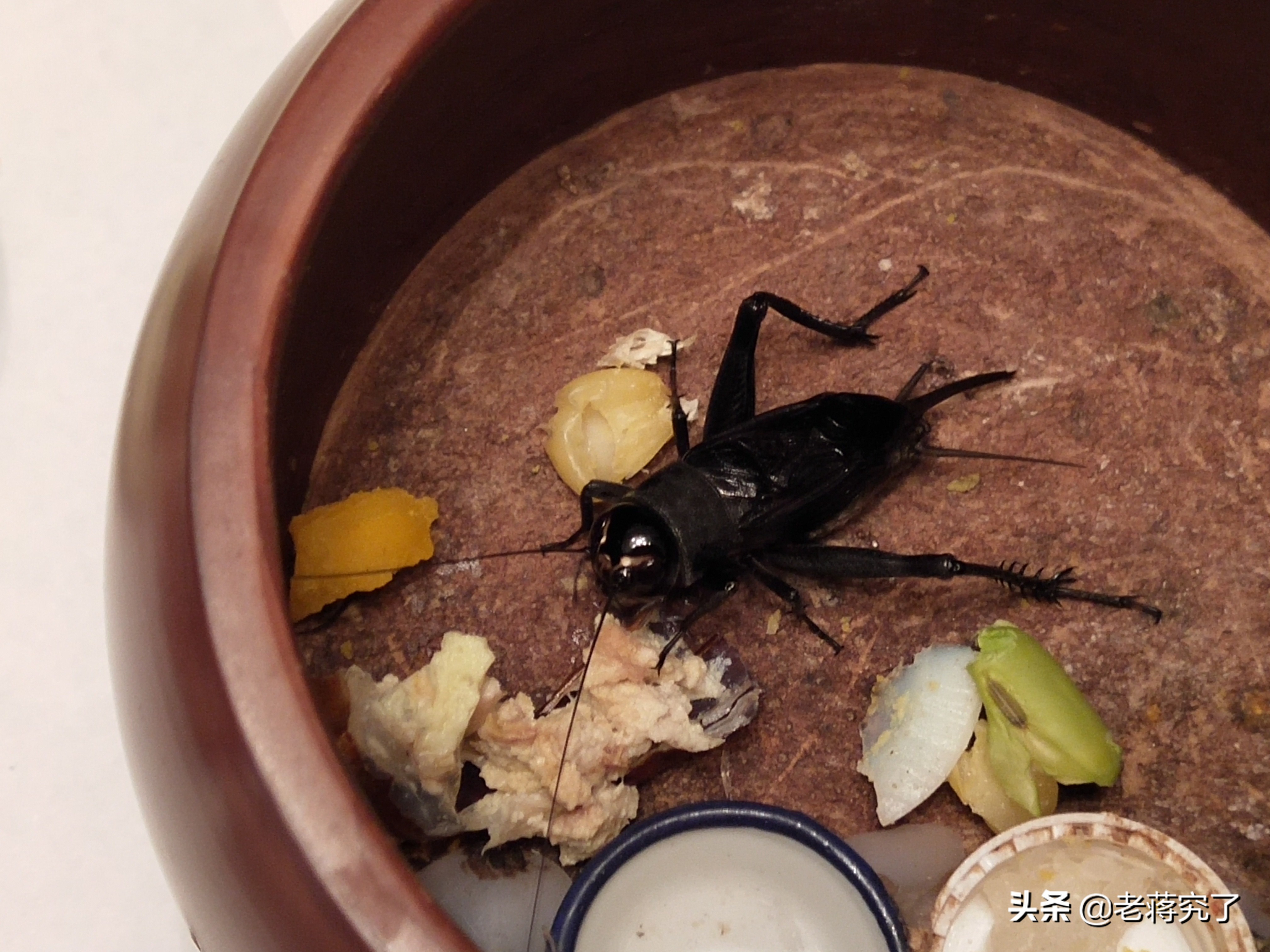 冬天到鸣虫叫,老蒋玩虫记之油葫芦(三):怎样饲养