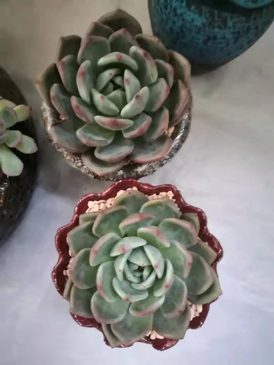 多肉白叶香槟怎么养最佳干货