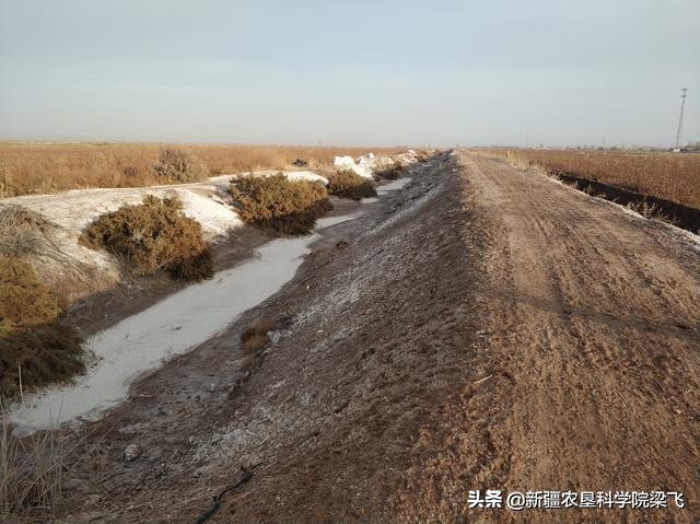 农田盐碱太高怎么办，什么肥料可以改善？