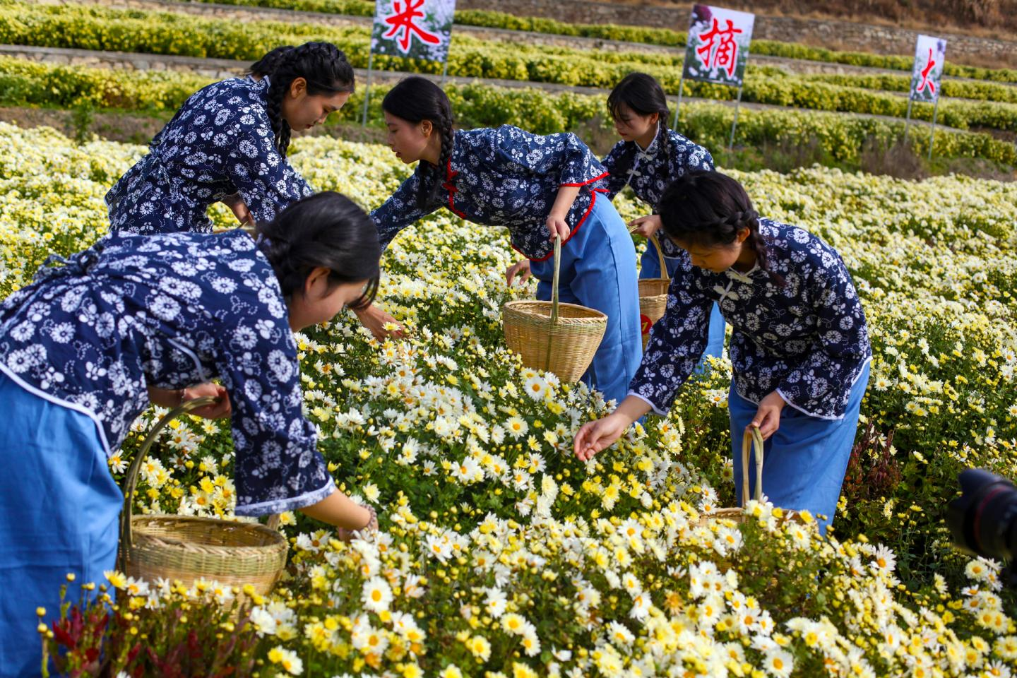 湖北麻城：福白菊采摘大赛在福田河纯阳山菊花基地隆重举行