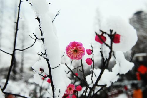 你听过最美的形容雪的诗句是什么？