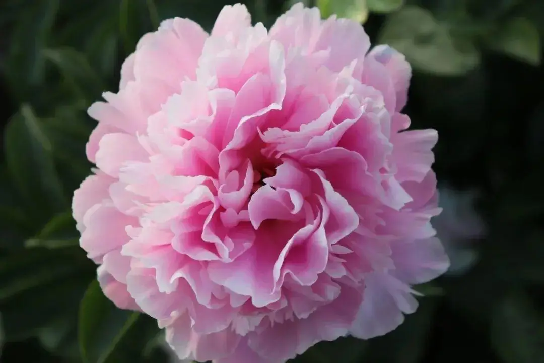 芍药花什么时候开花（芍药种植方法和时间）